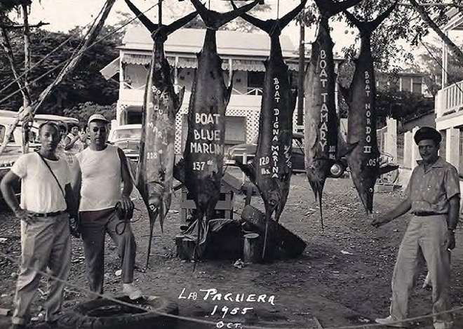 Marlins obtenidos en Torneo Pesca de Parguera (1955)